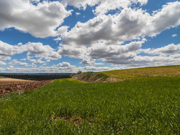 Landschaft mit grünem Rasen. — Stockfoto