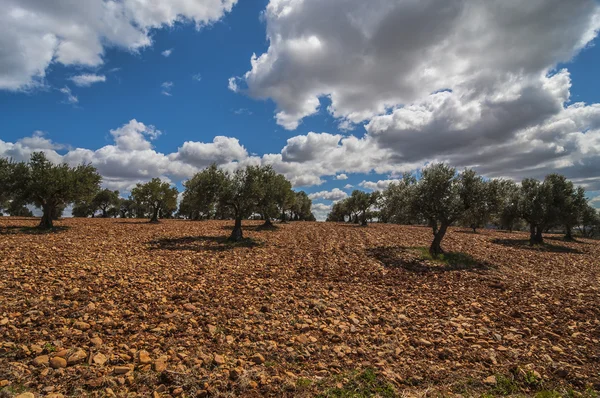 Olive field — Stock Photo, Image