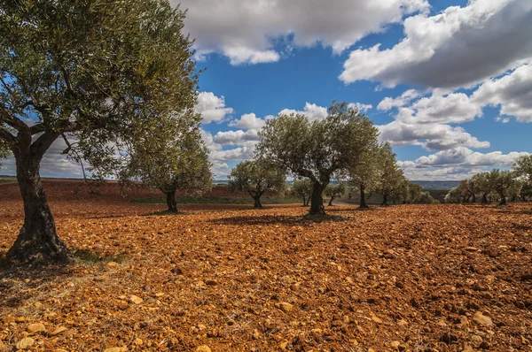 Olivenfeld — Stockfoto