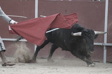 İspanya resimden boğa mücadele