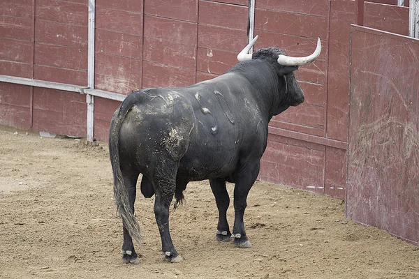 Fighting bull picture from Spain — Stock Photo, Image