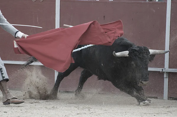 Foto touro lutando a partir de Espanha — Fotografia de Stock