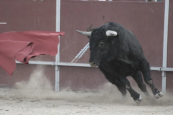 来自西班牙的战斗牛图片。 — 图库照片
