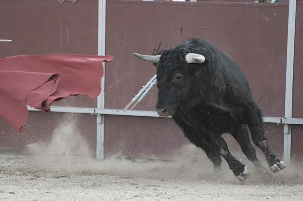 スペインからの戦い雄牛画像 — ストック写真