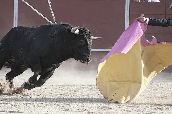 Foto touro lutando a partir de Espanha — Fotografia de Stock