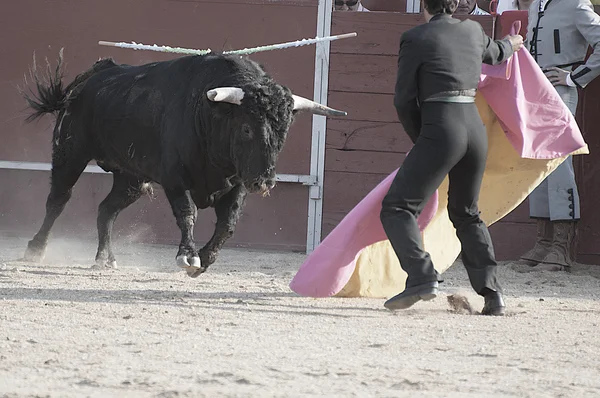 Fighting bull bild från Spanien — Stockfoto