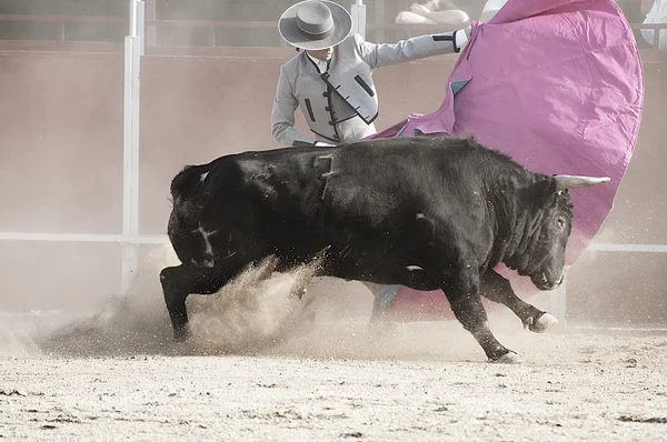 Foto touro lutando a partir de Espanha — Fotografia de Stock