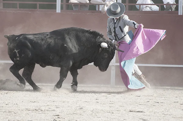スペインからの戦い雄牛画像 — ストック写真