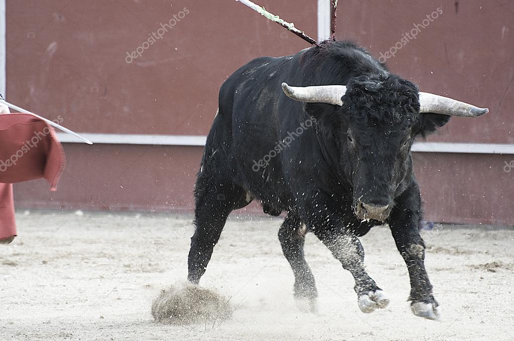 Fighting bull picture from Spain