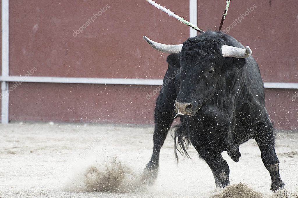 Fighting bull picture from Spain