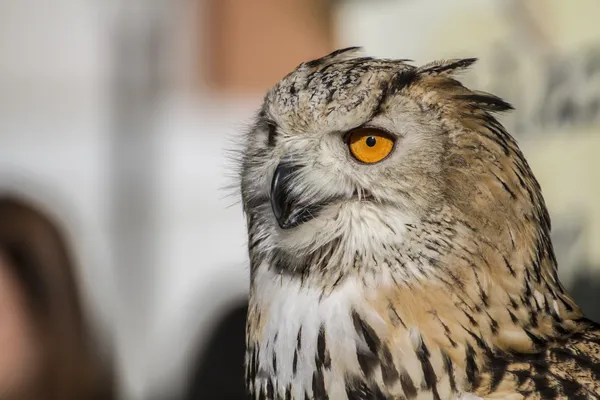 Eagle owl — Stock Photo, Image