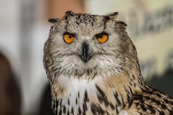 Búho águila — Foto de Stock