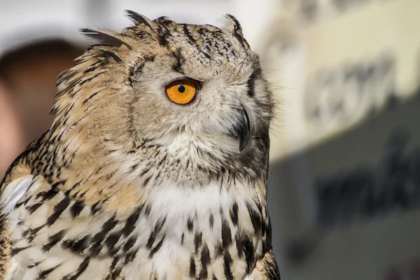 Eagle owl — Stock Photo, Image