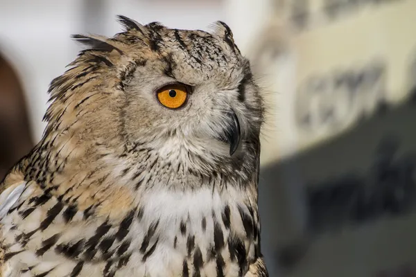 Eagle owl — Stock Photo, Image