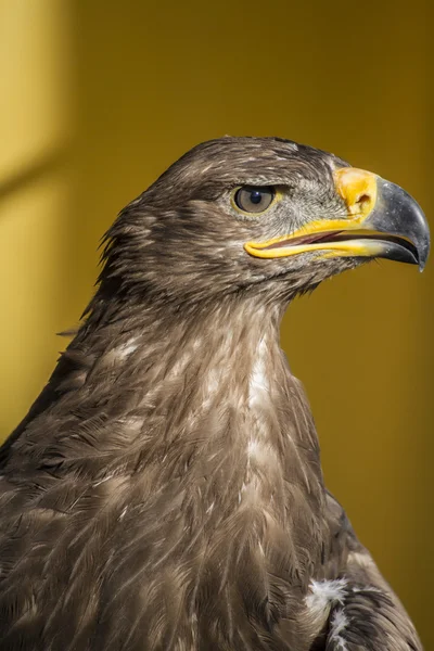黄金の鷲 — ストック写真