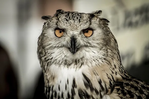 Eule mit orangen Augen — Stockfoto