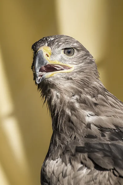 Golden eagle — Stock Photo, Image