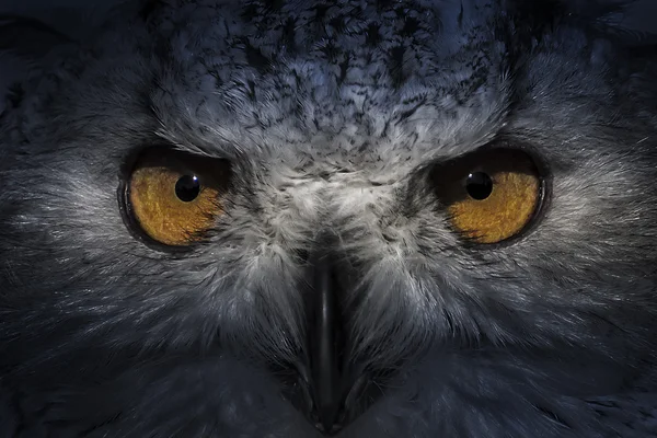 猫头鹰与橙色的眼睛 — 图库照片