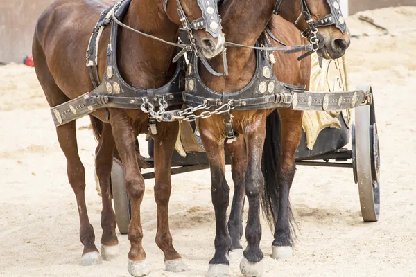 Roman chariot in a fight of gladiators — Stock Photo, Image