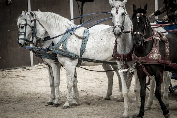 Roman chariots — Stock Photo, Image