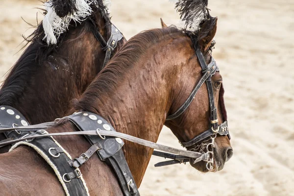 Roman chariot in a fight of gladiators — Stock Photo, Image