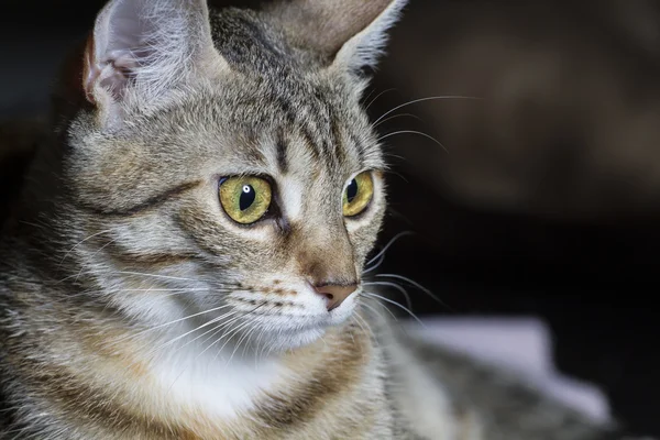 Adorable cat — Stock Photo, Image