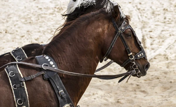 Roman chariots — Stock Photo, Image