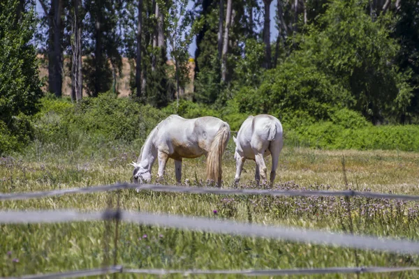 Brązowy koń pastwiskowy na zielone pastwiska — Zdjęcie stockowe