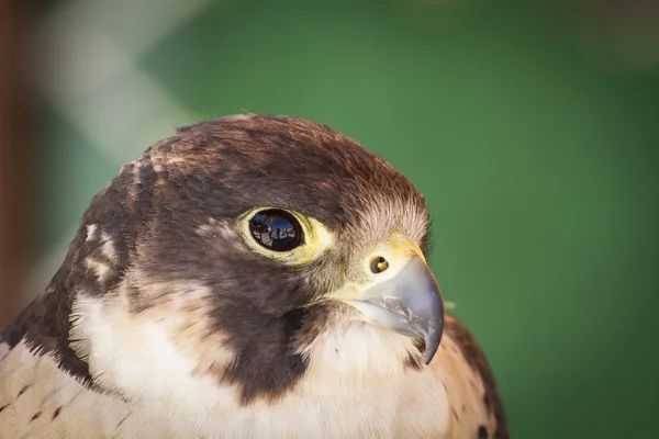 Falcon — Stock Photo, Image