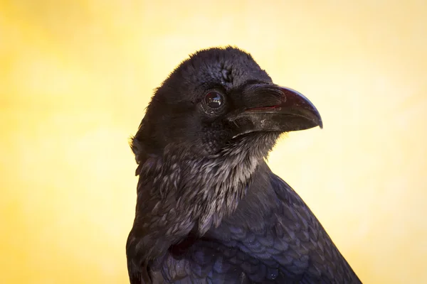 Schwarze Krähe — Stockfoto