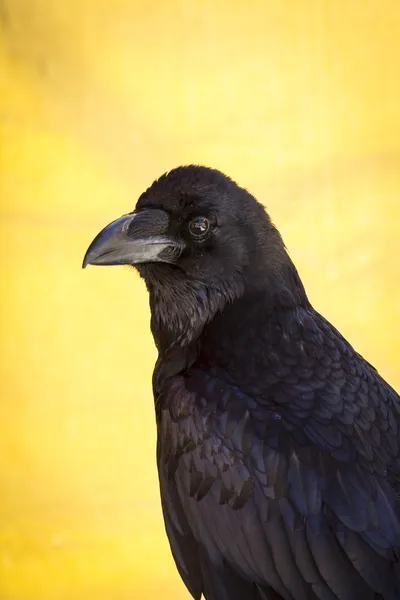 Corvo preto — Fotografia de Stock