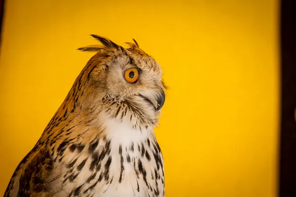 Coruja de águia — Fotografia de Stock