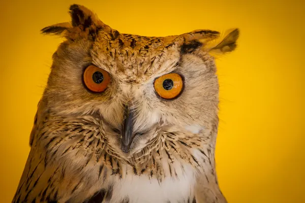 Eagle owl — Stock Photo, Image
