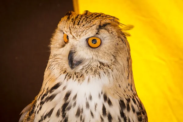 Observando a coruja de águia — Fotografia de Stock