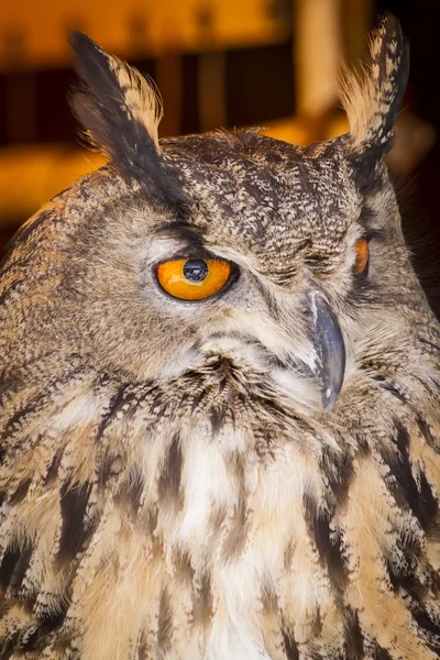 Titta på berguv — Stockfoto