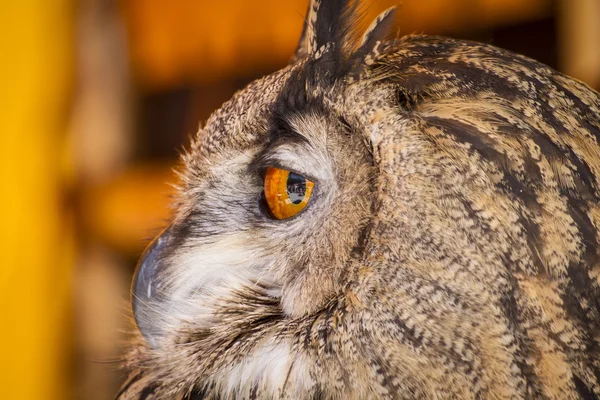 Watching eagle owl — Stock Photo, Image