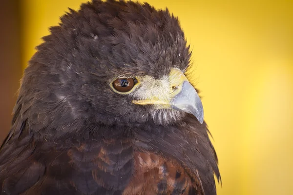 Eagle head — Stock Photo, Image