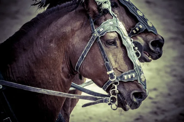 Roman chariot in a fight of gladiators — Stock Photo, Image