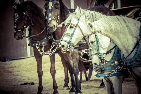 Roman chariot in a fight of gladiators — Stock Photo, Image