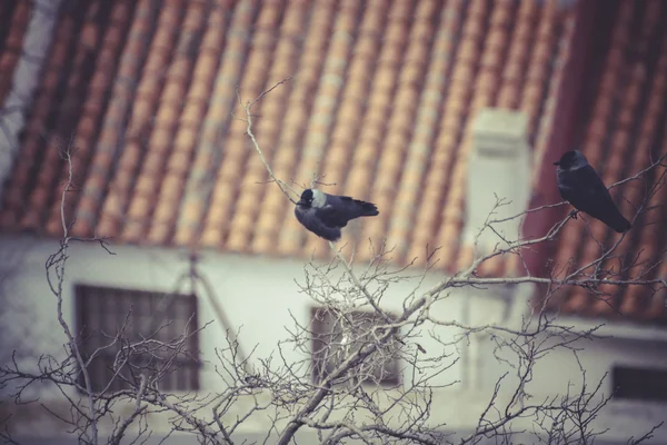 Toledo, císařské město. — Stock fotografie