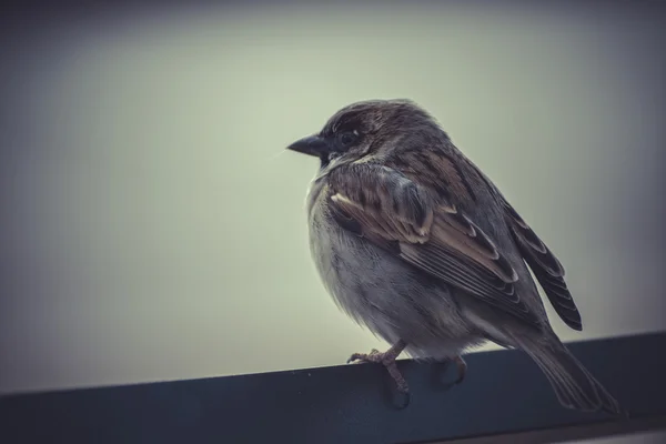 Sparrow lutande på en stol — Stockfoto