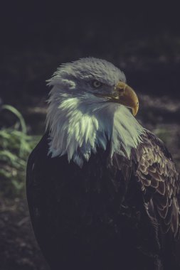 Amerikan kel kartal