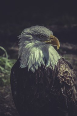 Amerikan kel kartal