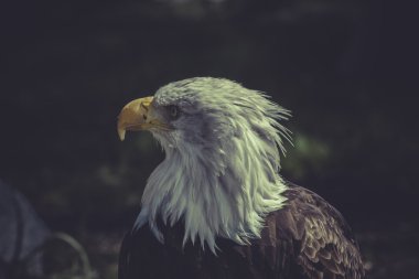 Amerikan kel kartal
