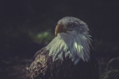 Amerikan kel kartal