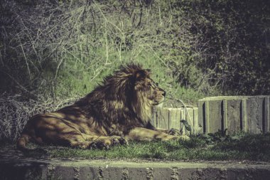 Aslan, yaban hayatı sahne