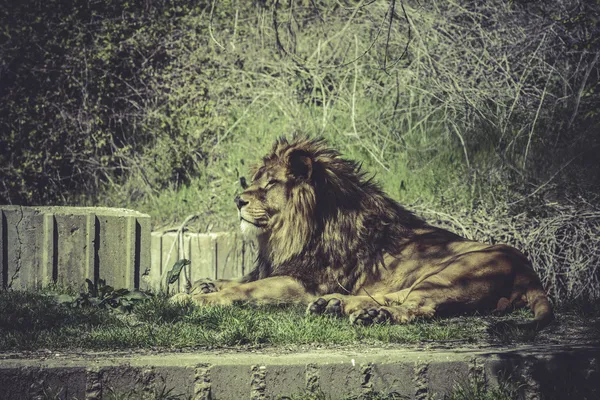 Lion in wild scène — Stockfoto