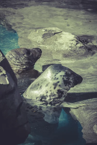Sea lions — Stock Photo, Image