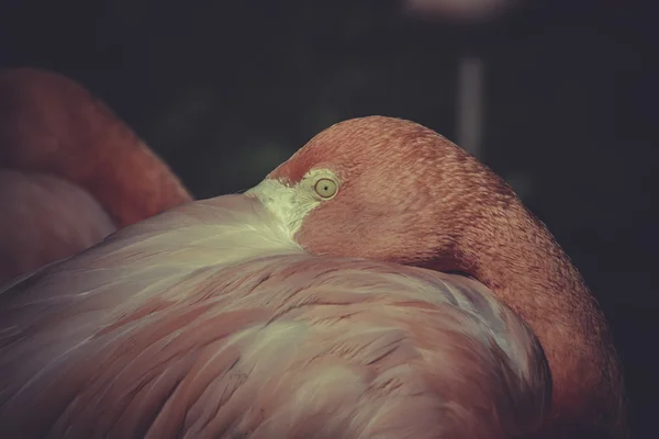 Flamingo porträtt — Stockfoto