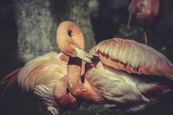 Retrato de flamingo — Fotografia de Stock